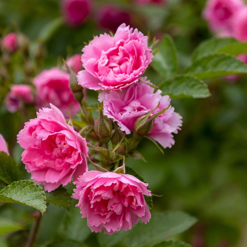 Rosa rugosa Pink Grootendorst (Fioritura)