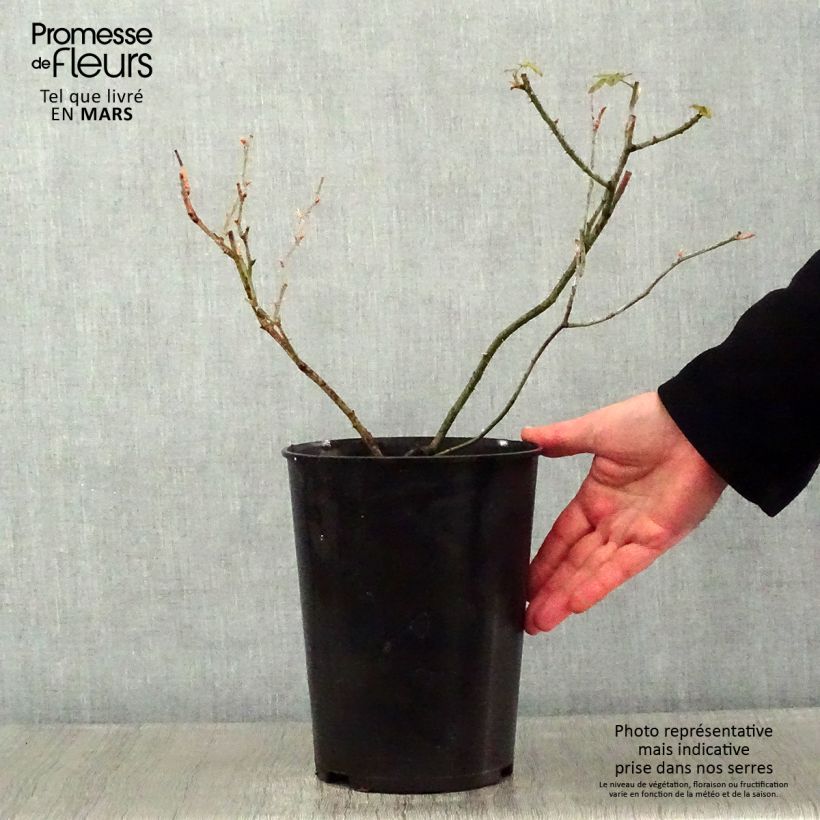 Rosa antica Raubritter Vaso da 4L/5L esemplare consegnato in inverno