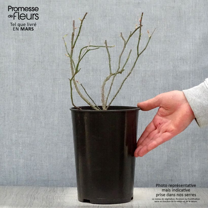 Rosa antica Raubritter Vaso da 4L/5L esemplare consegnato in primavera