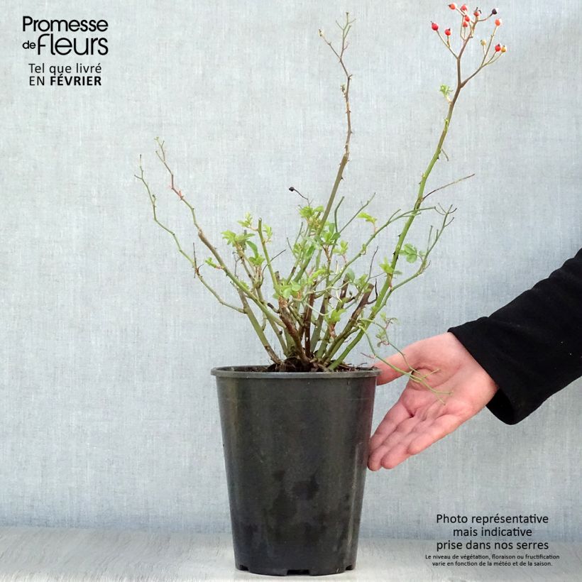 Rosa antica Red Ballerina Vaso da 4L/5L esemplare consegnato in inverno