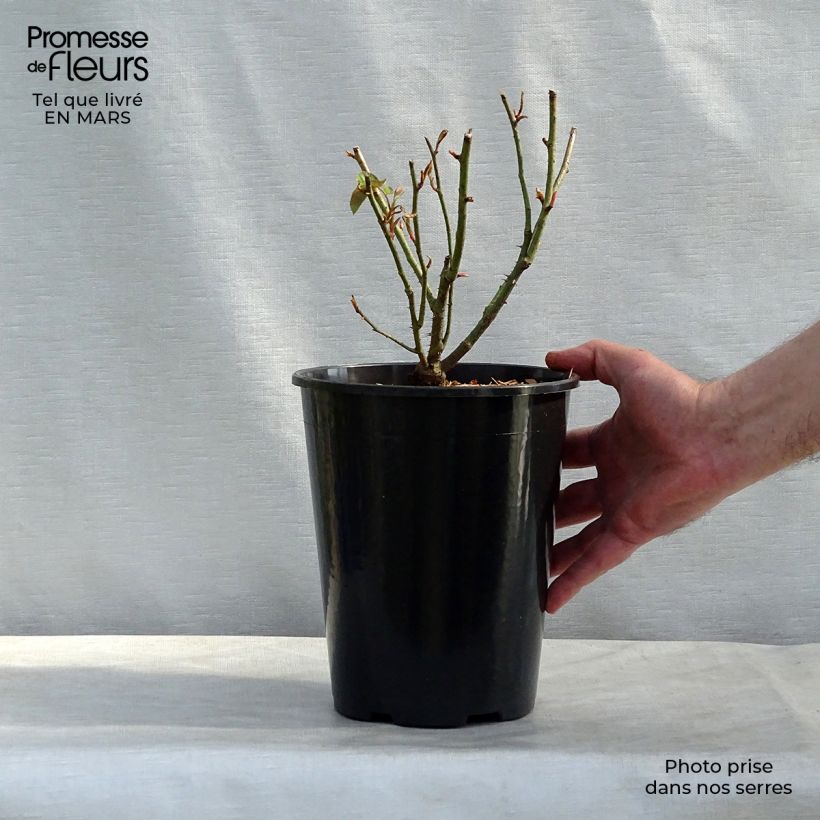 Rosa antica Reine des Violettes Vaso da 4L/5L esemplare consegnato in inverno