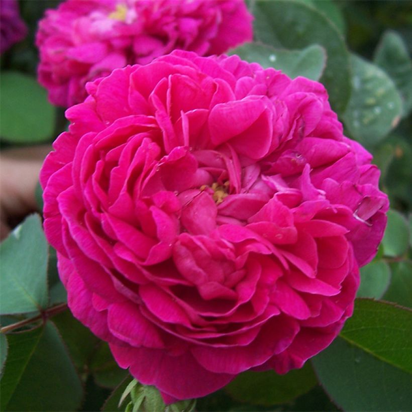 Rosa antica Rose de Rescht (Fioritura)