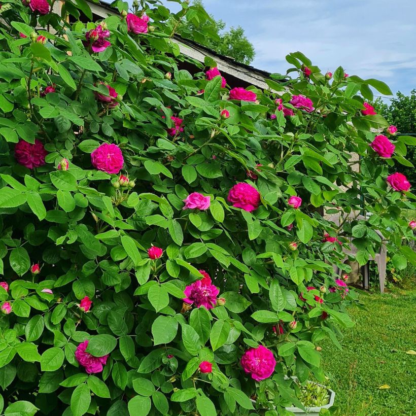Rosa antica Rose de Rescht (Porto)