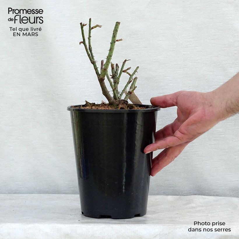 Rosa antica Rose de Rescht Vaso da 4L/5L esemplare consegnato in primavera