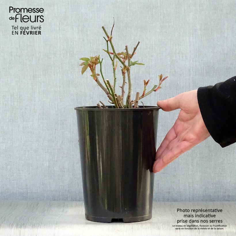 Rosa Sally Holmes Vaso da 3L/4L esemplare consegnato in inverno