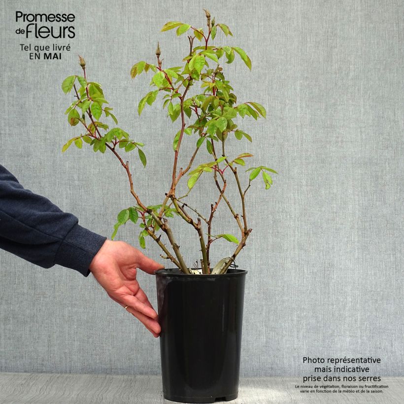 Rosa Sally Holmes Vaso da 3L/4L esemplare consegnato in primavera