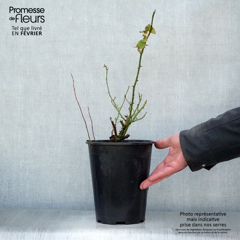 Rosa antica Souvenir de la Malmaison Vaso da 4L/5L esemplare consegnato in inverno