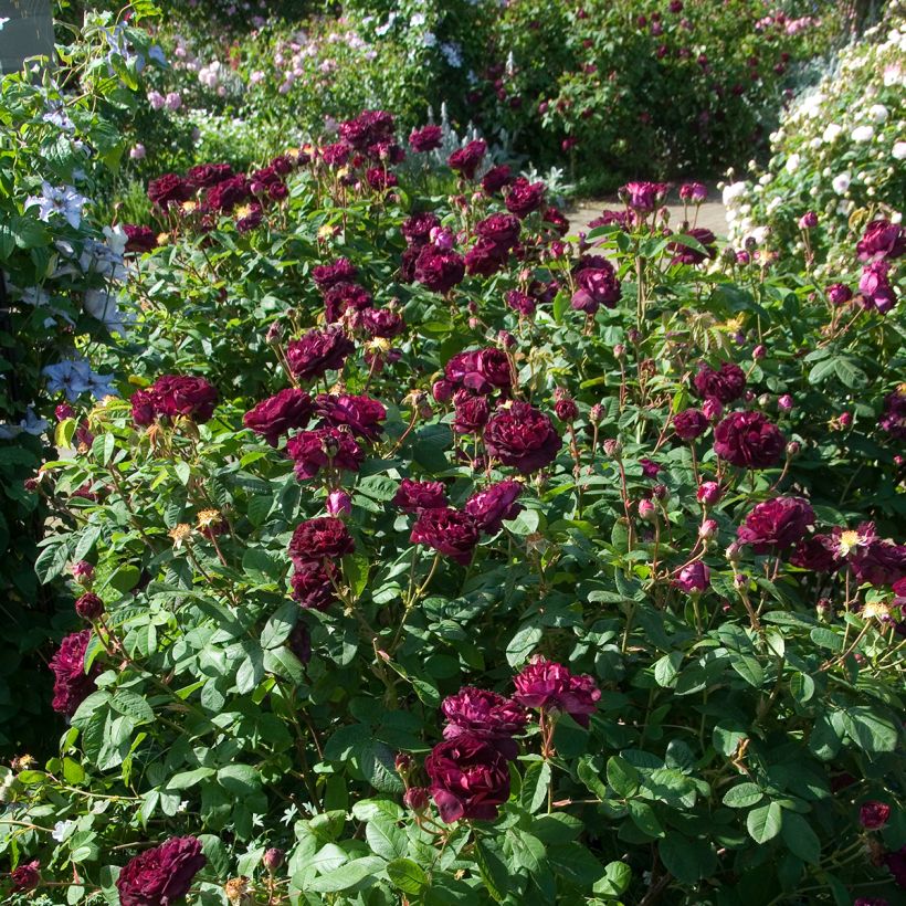 Rosa gallica Tuscany Superb - Rosa serpeggiante (Porto)