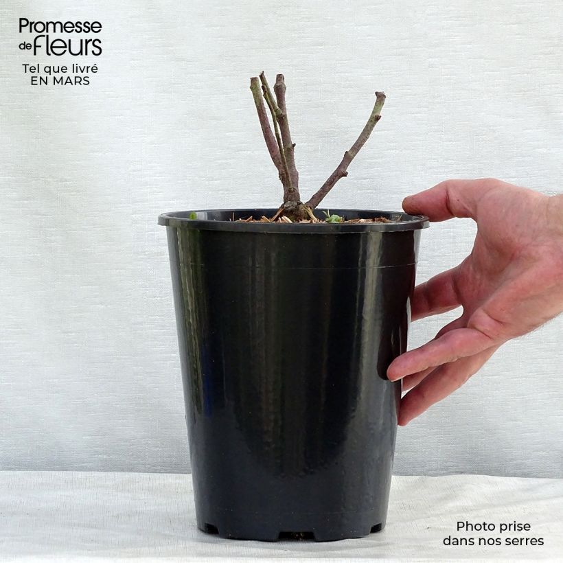 Rosa gallica Tuscany Superb - Rosa serpeggiante Vaso da 4L/5L esemplare consegnato in inverno