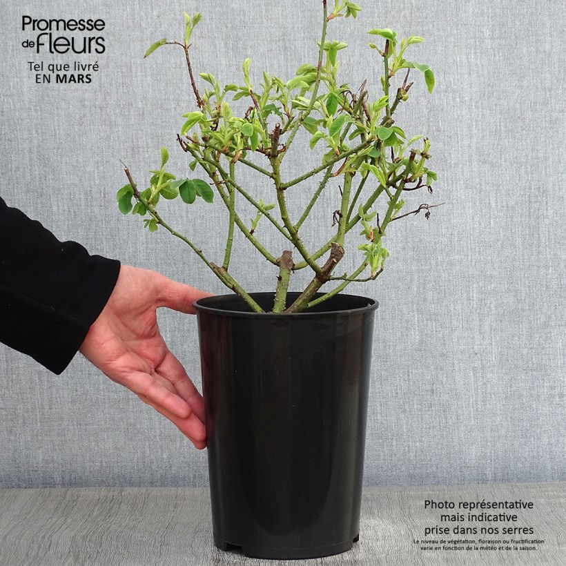 Rosa antica Variegata di Bologna Vaso da 4L/5L esemplare consegnato in inverno