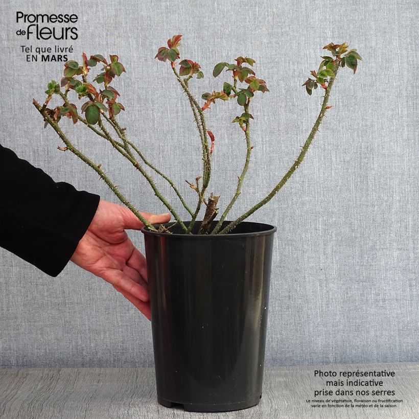 Rosa centifolia muscosa William Lobb Vaso da 4L/5L esemplare consegnato in inverno