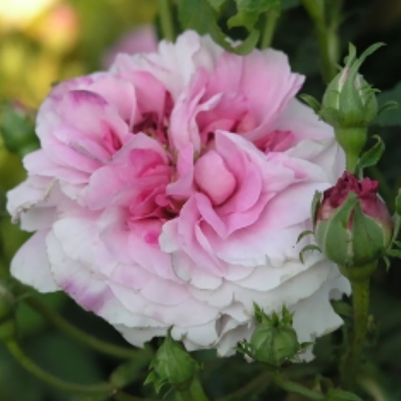 Rosa Ispahan - Rosa di Damas (Fioritura)
