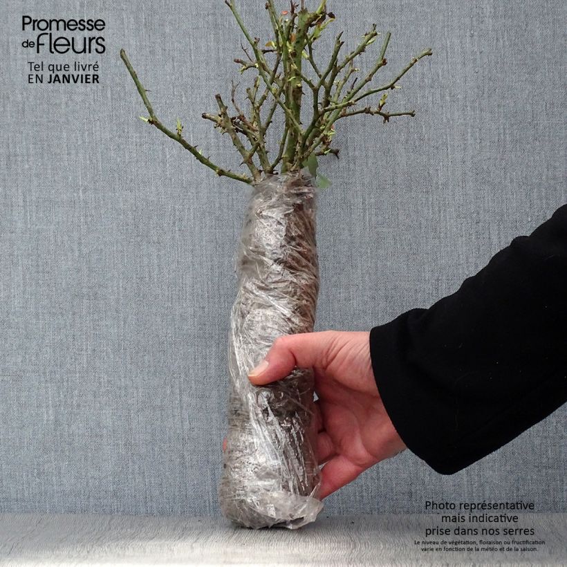 Rosa gallica Officinalis Bio Zolla a radice nuda esemplare consegnato in inverno