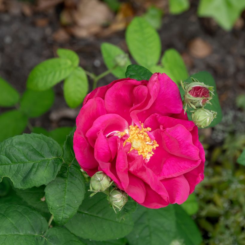 Rosa gallica Officinalis Bio (Fioritura)