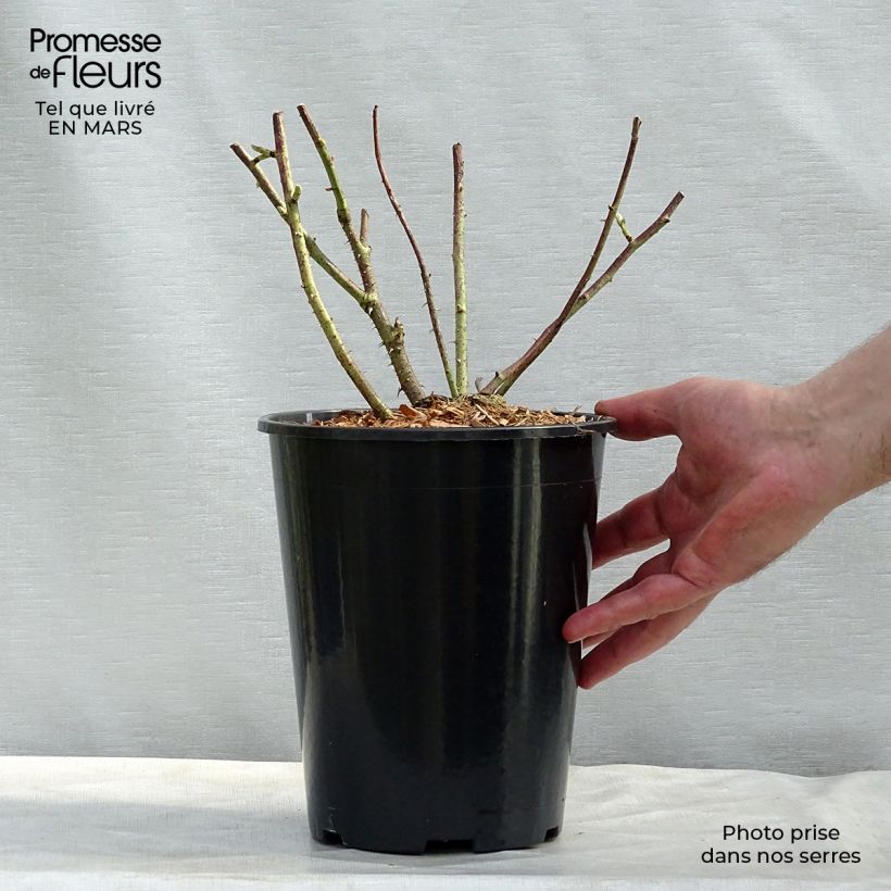 Rosa gallica Versicolor Vaso da 4L/5L esemplare consegnato in inverno