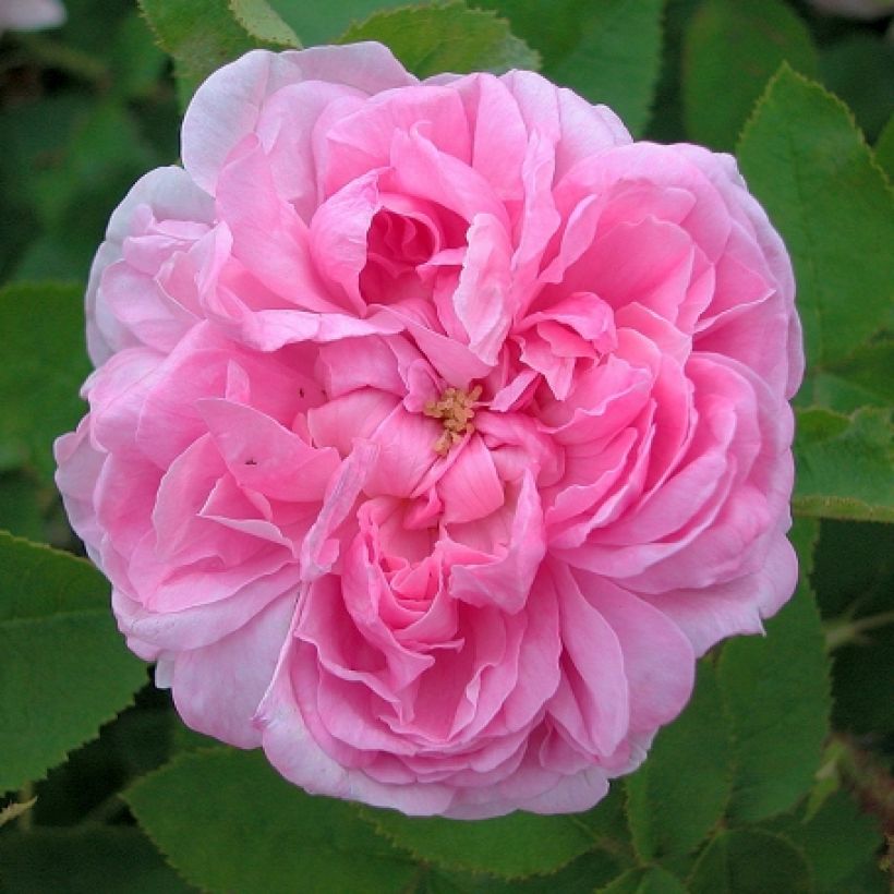 Rosa centifoglia Salet (Fioritura)