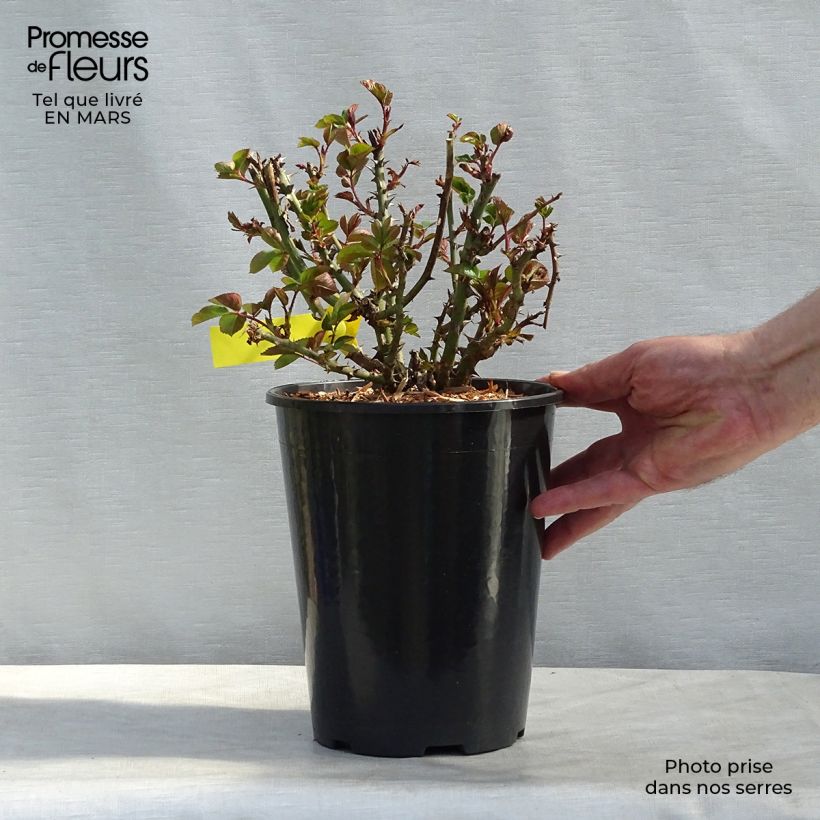 Rosa grandiflora Oxford Harzola Vaso da 4L/5L esemplare consegnato in primavera