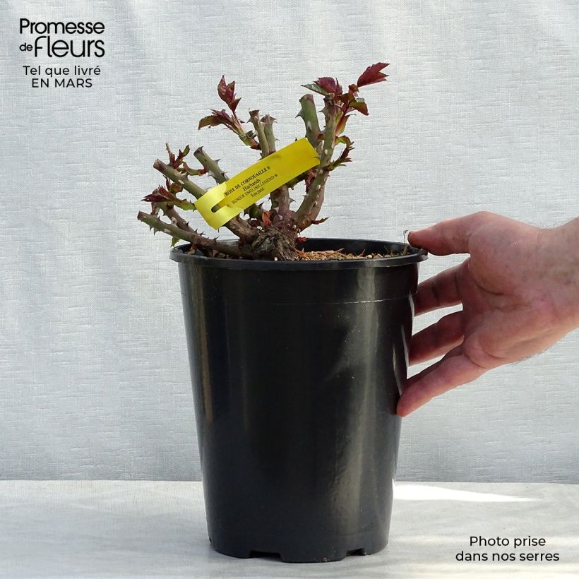 Rosa English Legend Rose de Cornouaille Vaso da 4L/5L esemplare consegnato in inverno