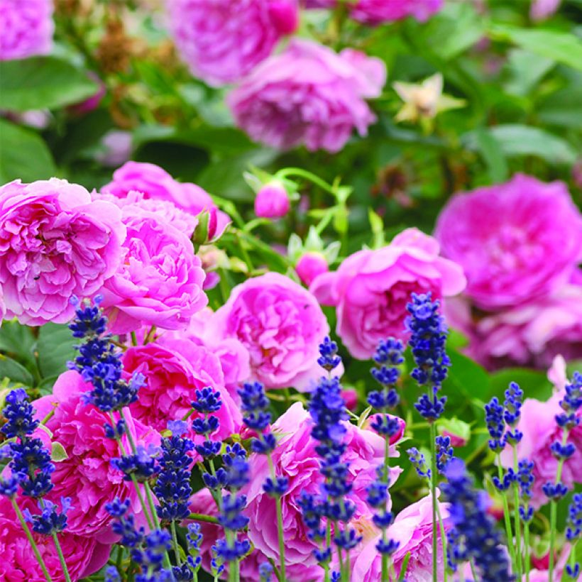 Rosa Harlow Carr (Fioritura)