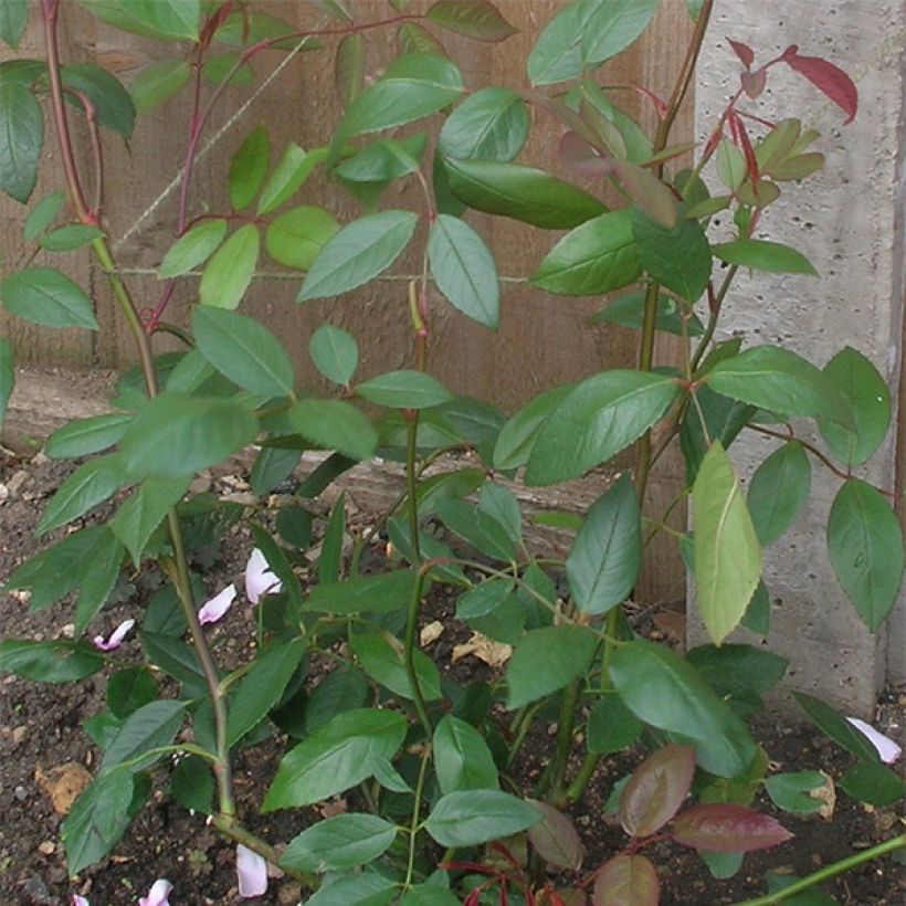 Rosa rampicante Mortimer Sackler climbing (Fogliame)