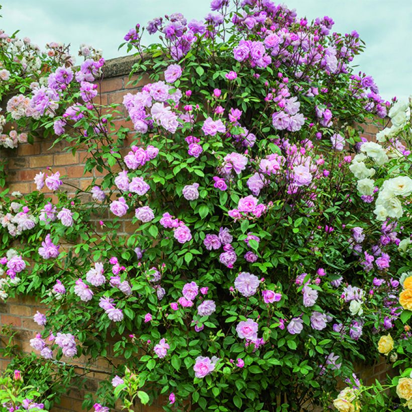 Rosa rampicante Mortimer Sackler climbing (Porto)
