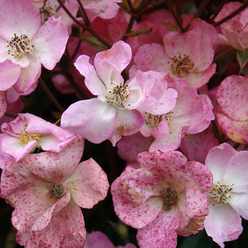 Rosa moscata Alden Biesen (Fioritura)