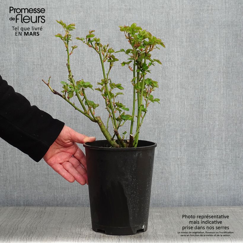 Rosa polyantha Astrid Lindgren Vaso da 4L/5L esemplare consegnato in inverno