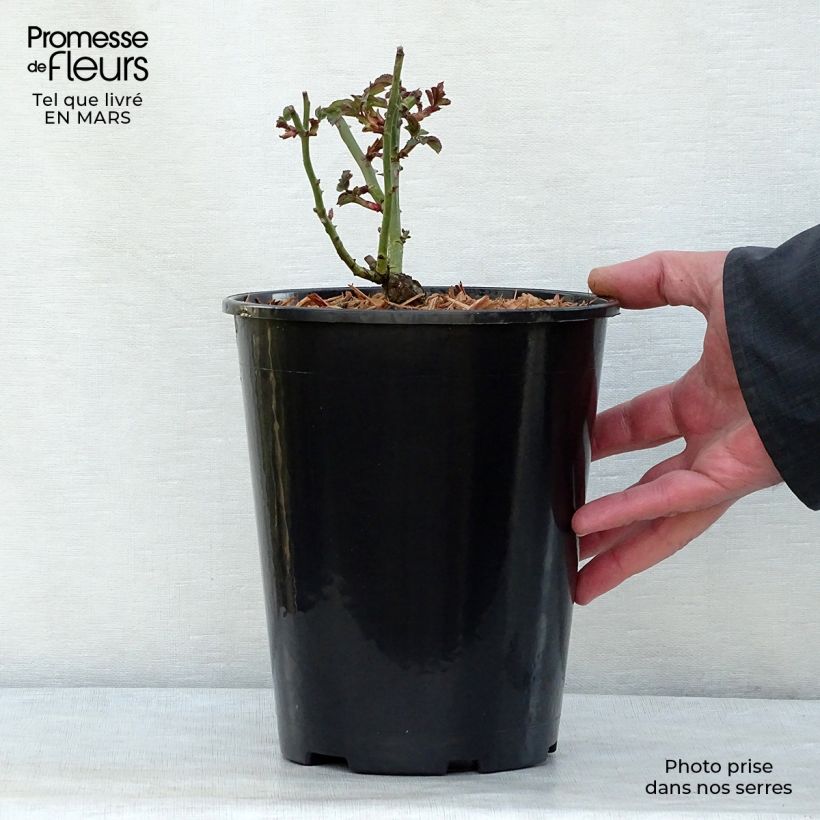 Rosa polyantha Bonica Vaso da 3L/4L esemplare consegnato in inverno