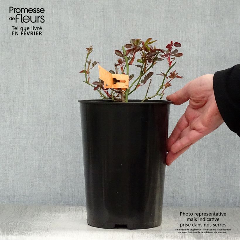 Rosa Douceur Normande Vaso da 4L/5L esemplare consegnato in inverno