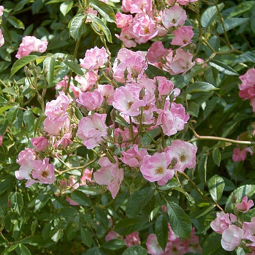 Rosa moscata Frisson Frais LENsadbi (Fioritura)