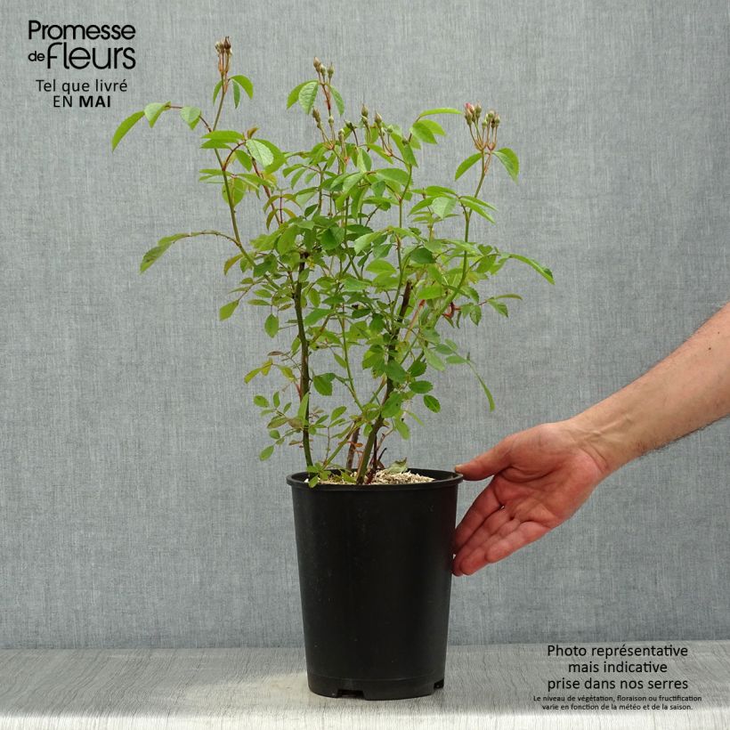 Rosa moscata Frisson Frais LENsadbi Vaso da 4L/5L esemplare consegnato in primavera