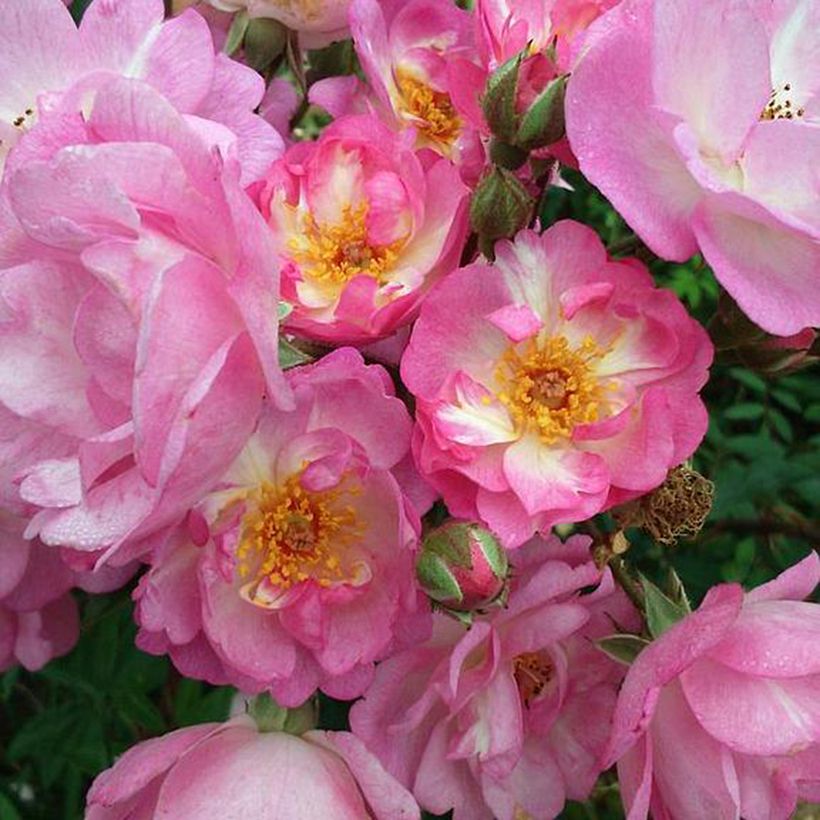 Rosa moscata Gaard um Titzebierg VELverd (Fioritura)