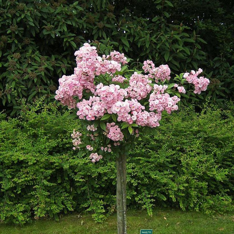 Rosa moscata Heavenly Pink LENnedi (Porto)