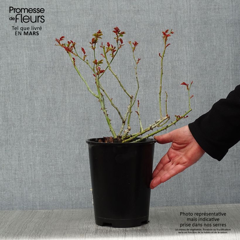 Rosa La Reine de la Nuit Vaso da 3L/4L esemplare consegnato in inverno