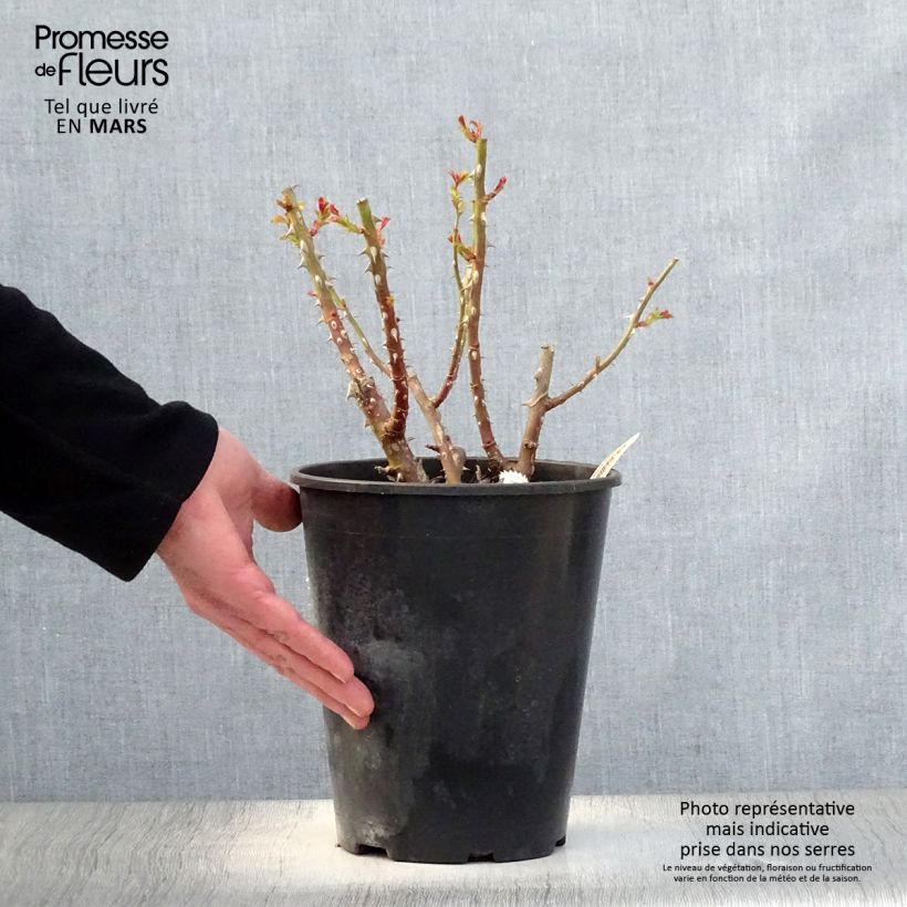 Rosa La Reine de la Nuit Vaso da 3L/4L esemplare consegnato in primavera