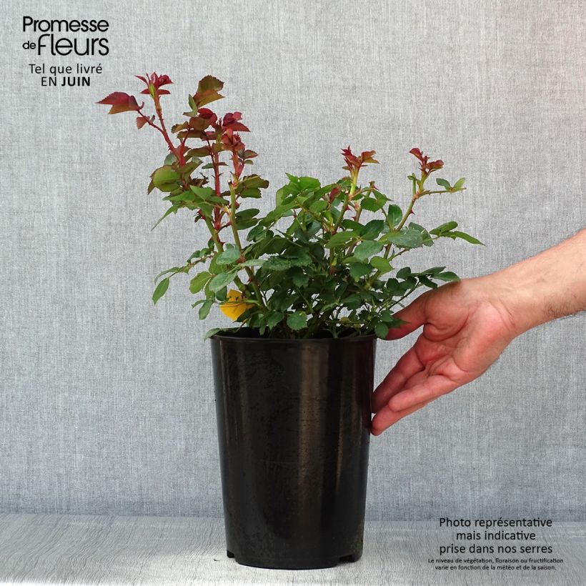 Rosa polyantha Mariatheresia Vaso da 4L/5L esemplare consegnato in primavera