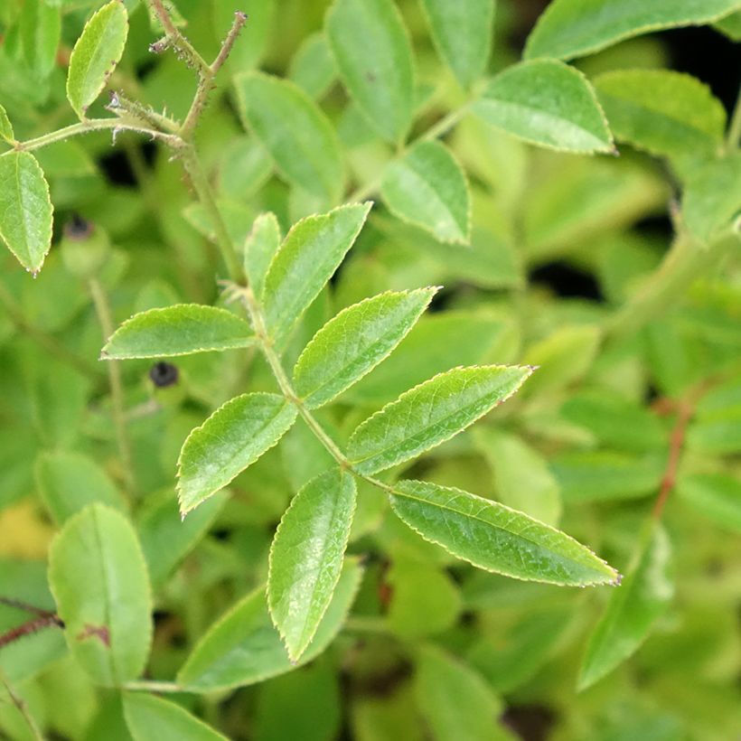 Rosa moscata Millie Fleur (Fogliame)