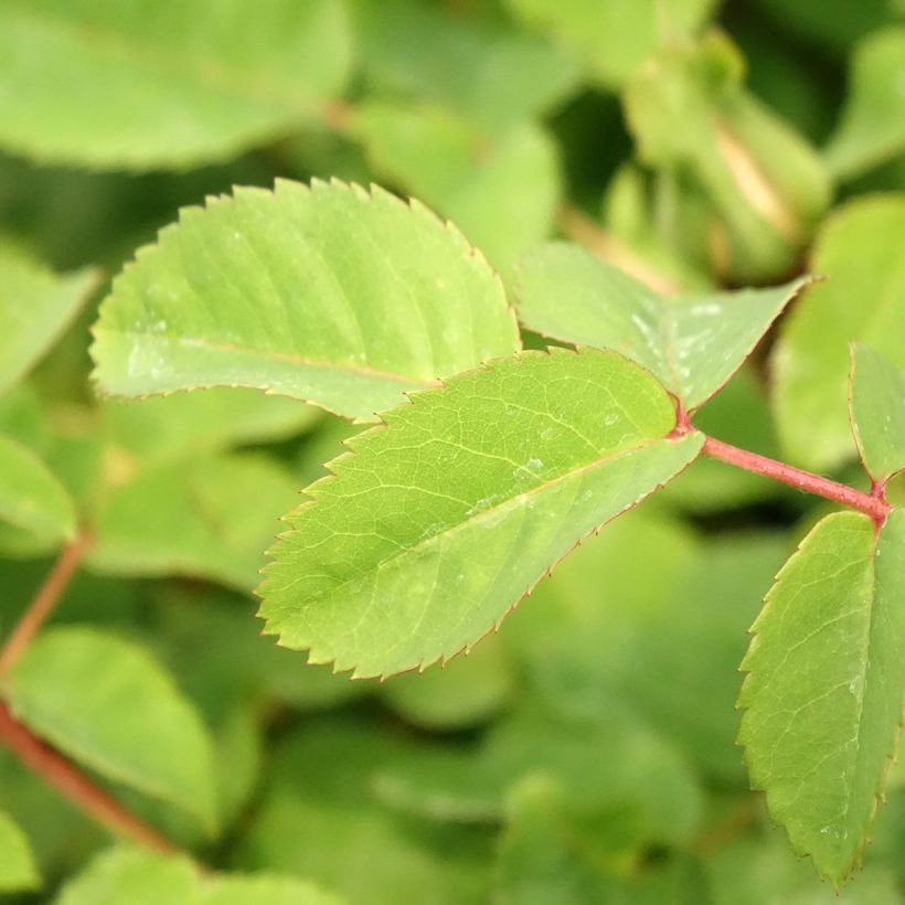Rosa polyantha Nevada (Fogliame)