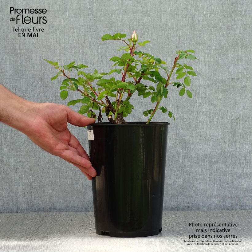 Rosa polyantha Nevada Vaso da 4L/5L esemplare consegnato in primavera