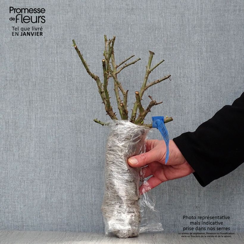 Rosa moscata Petite de Terre Franche Zolla a radice nuda esemplare consegnato in inverno