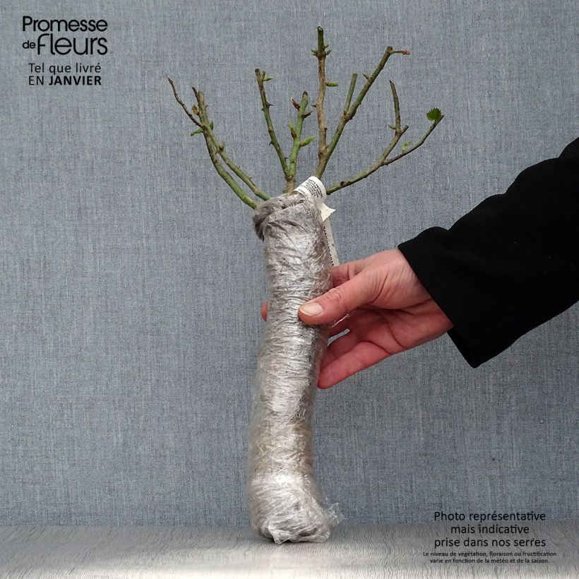 Rosa moscata Puccini Zolla a radice nuda esemplare consegnato in inverno