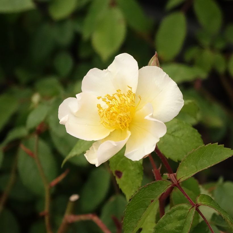 Rosa moscata Rosalita (Fioritura)
