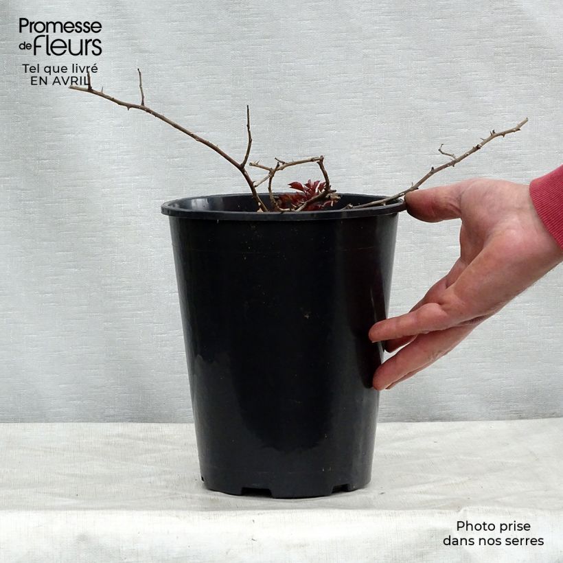 Rosa Rosy Cushion Vaso da 4L/5L esemplare consegnato in primavera