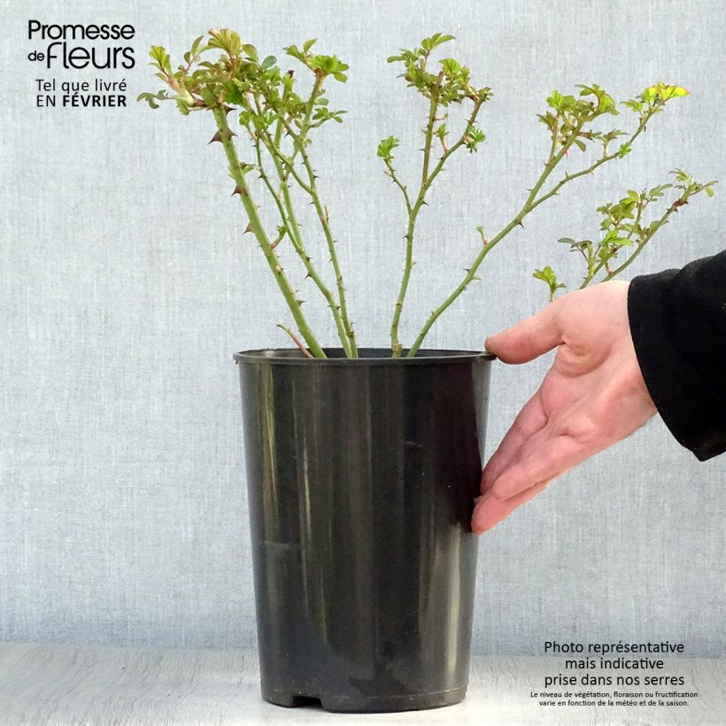 Rosa polyantha Rush lenmobri Vaso da 4L/5L esemplare consegnato in inverno