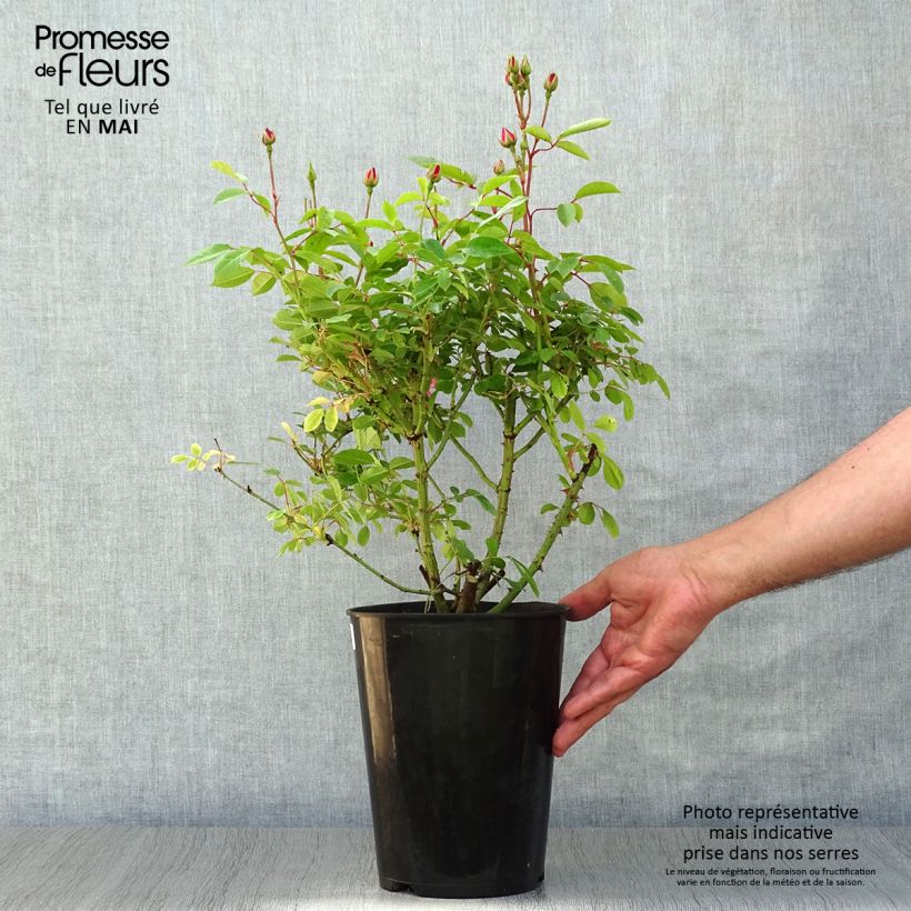 Rosa polyantha Rush lenmobri Vaso da 4L/5L esemplare consegnato in primavera