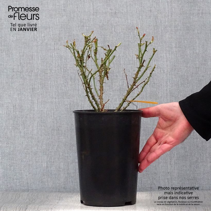 Rosa polyantha Soul Vaso da 4L/5L esemplare consegnato in inverno