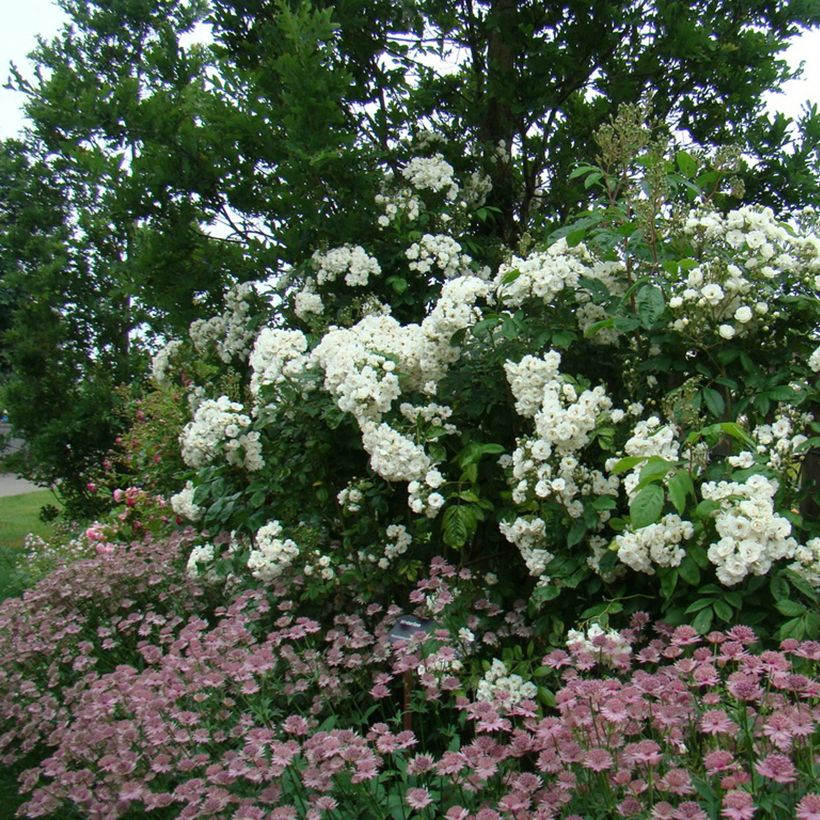 Rosa moscata Waterloo (Porto)