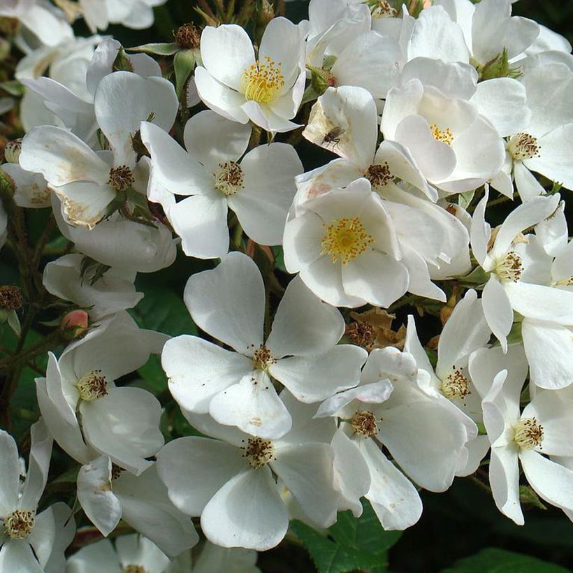 Rosa moscata White Magic (Fioritura)