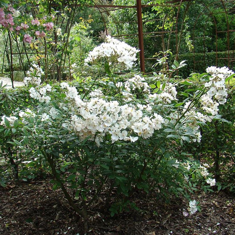 Rosa moscata White Magic (Porto)