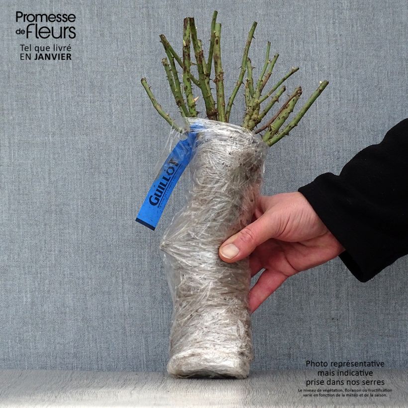 Rosa moscata White Magic Zolla a radice nuda esemplare consegnato in inverno